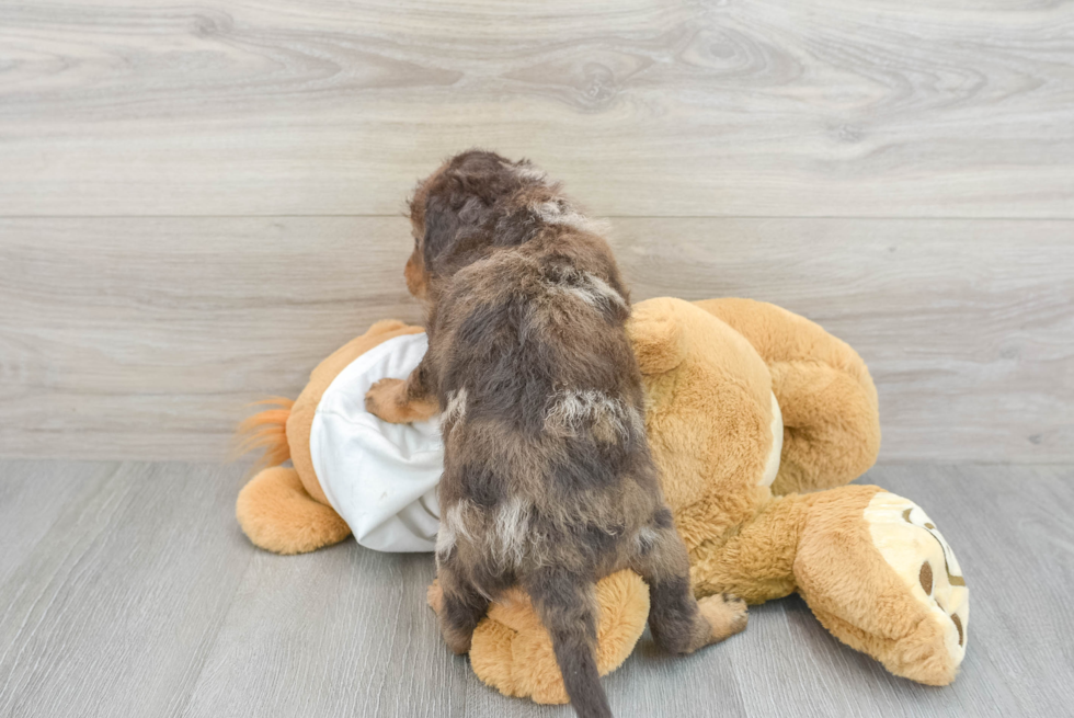 Mini Labradoodle Puppy for Adoption