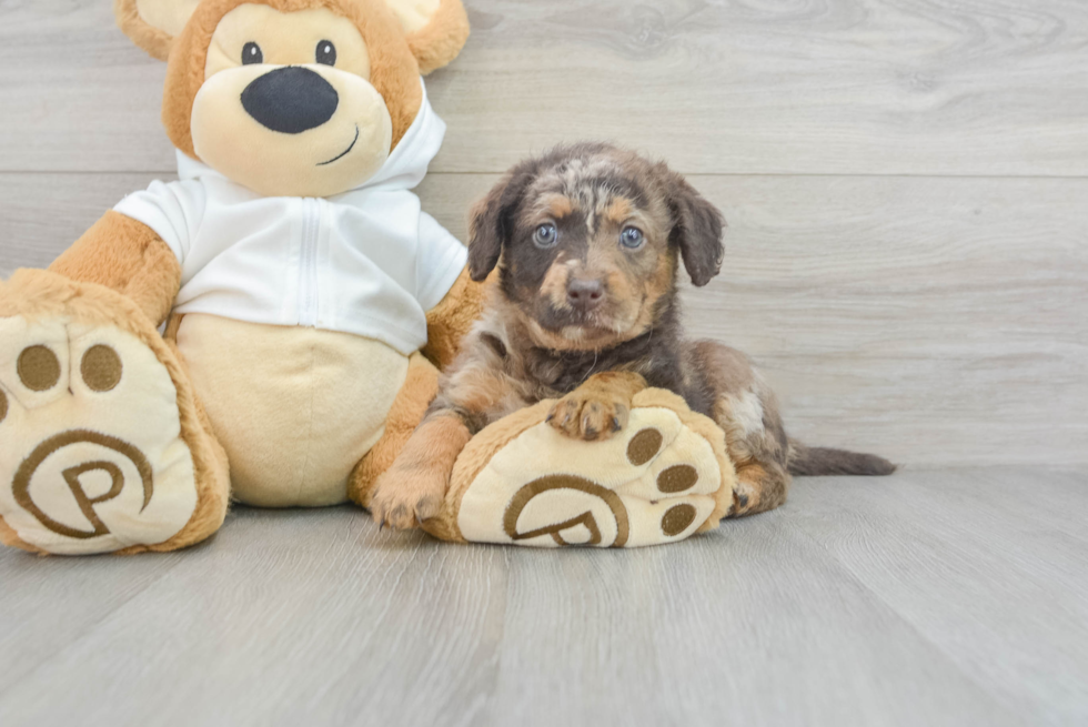 Mini Labradoodle Puppy for Adoption