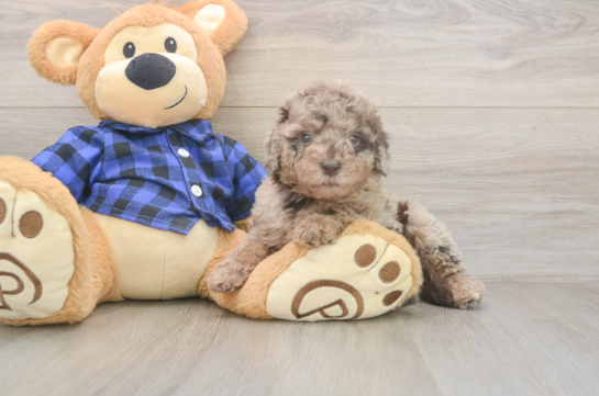 6 week old Mini Labradoodle Puppy For Sale - Pilesgrove Pups Best Mini Labradoodle Baby