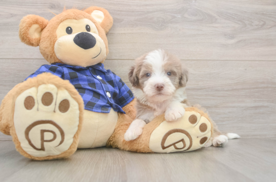 6 week old Mini Labradoodle Puppy For Sale - Pilesgrove Pups Petite Mini Labradoodle Poodle Mix Pup