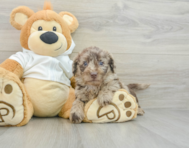 8 week old Mini Labradoodle Puppy For Sale - Pilesgrove Pups