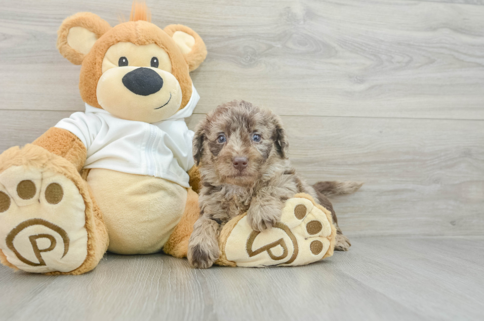 7 week old Mini Labradoodle Puppy For Sale - Pilesgrove Pups