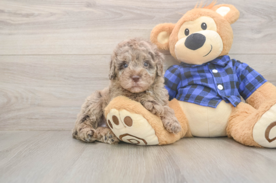 6 week old Mini Labradoodle Puppy For Sale - Pilesgrove Pups Best Mini Labradoodle Baby