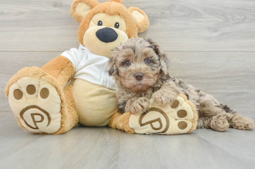 7 week old Mini Labradoodle Puppy For Sale - Pilesgrove Pups