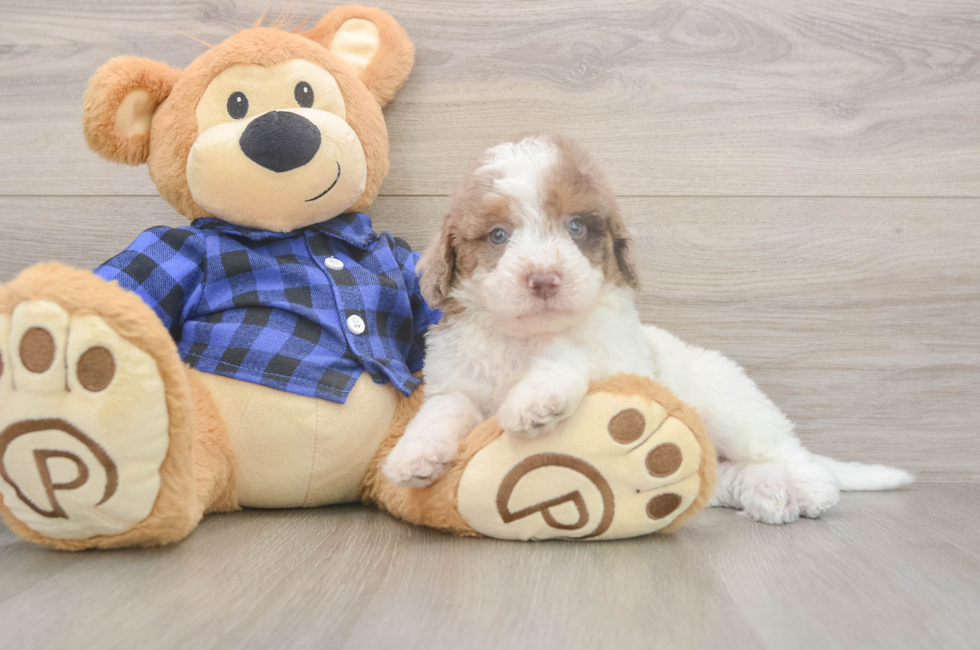 6 week old Mini Labradoodle Puppy For Sale - Pilesgrove Pups