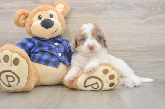 6 week old Mini Labradoodle Puppy For Sale - Pilesgrove Pups Cute Mini Labradoodle Baby