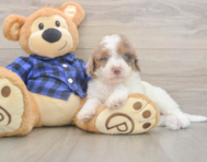 7 week old Mini Labradoodle Puppy For Sale - Pilesgrove Pups 7 week old Mini Labradoodle Puppy For Sale - Pilesgrove Pups