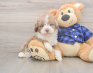 9 week old Mini Labradoodle Puppy For Sale - Pilesgrove Pups