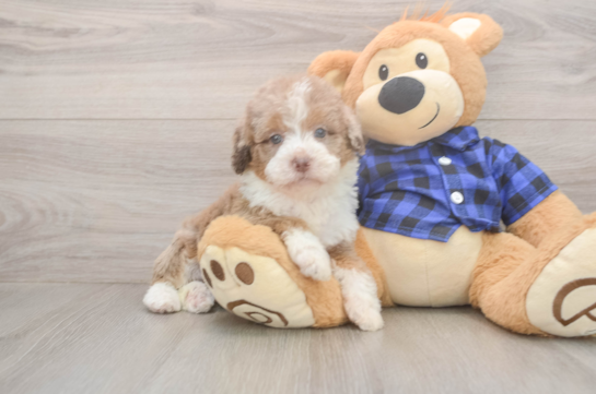 6 week old Mini Labradoodle Puppy For Sale - Pilesgrove Pups Smart Mini Labradoodle Poodle Mix Pup