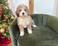 13 week old Mini Labradoodle Puppy For Sale - Pilesgrove Pups