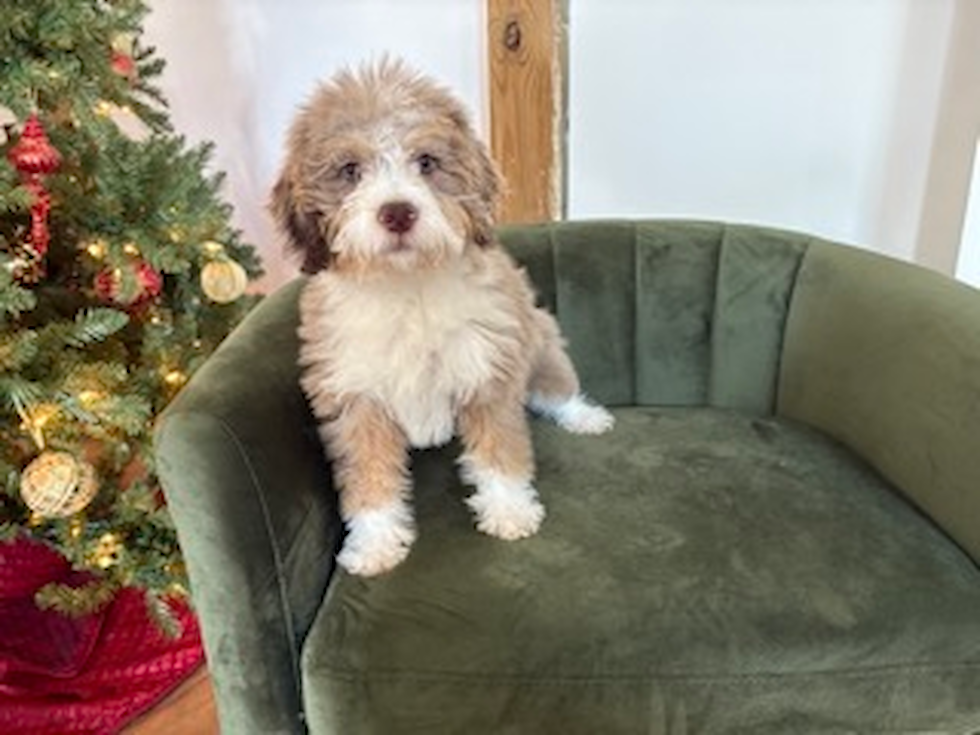 Cute Mini Labradoodle Baby