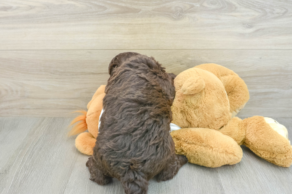 Fluffy Mini Labradoodle Poodle Mix Pup