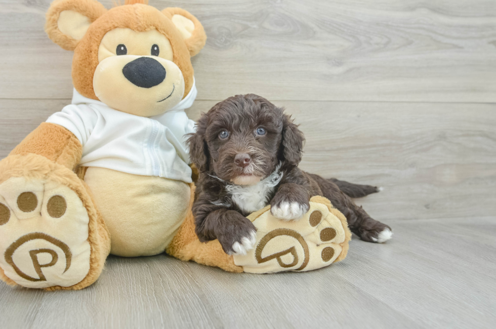 7 week old Mini Labradoodle Puppy For Sale - Pilesgrove Pups