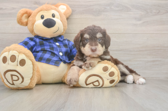 6 week old Mini Labradoodle Puppy For Sale - Pilesgrove Pups Fluffy Mini Labradoodle Poodle Mix Pup