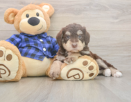 6 week old Mini Labradoodle Puppy For Sale - Pilesgrove Pups 6 week old Mini Labradoodle Puppy For Sale - Pilesgrove Pups