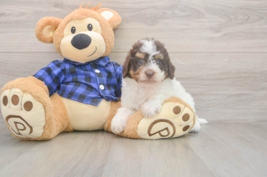 6 week old Mini Labradoodle Puppy For Sale - Pilesgrove Pups Energetic Labrapoo Poodle Mix Puppy