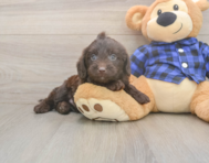 5 week old Mini Labradoodle Puppy For Sale - Pilesgrove Pups