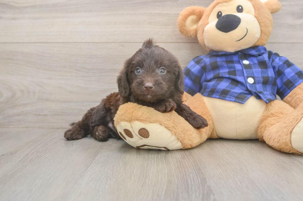6 week old Mini Labradoodle Puppy For Sale - Pilesgrove Pups