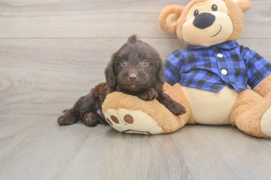 6 week old Mini Labradoodle Puppy For Sale - Pilesgrove Pups Hypoallergenic Labrapoo Poodle Mix Puppy