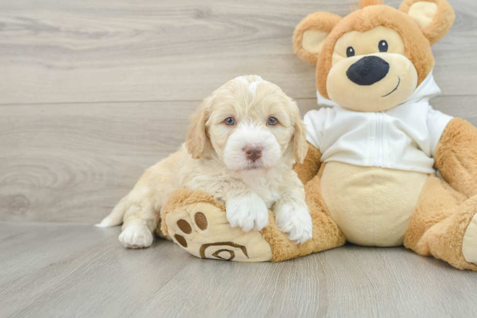 Fluffy Mini Labradoodle Poodle Mix Pup