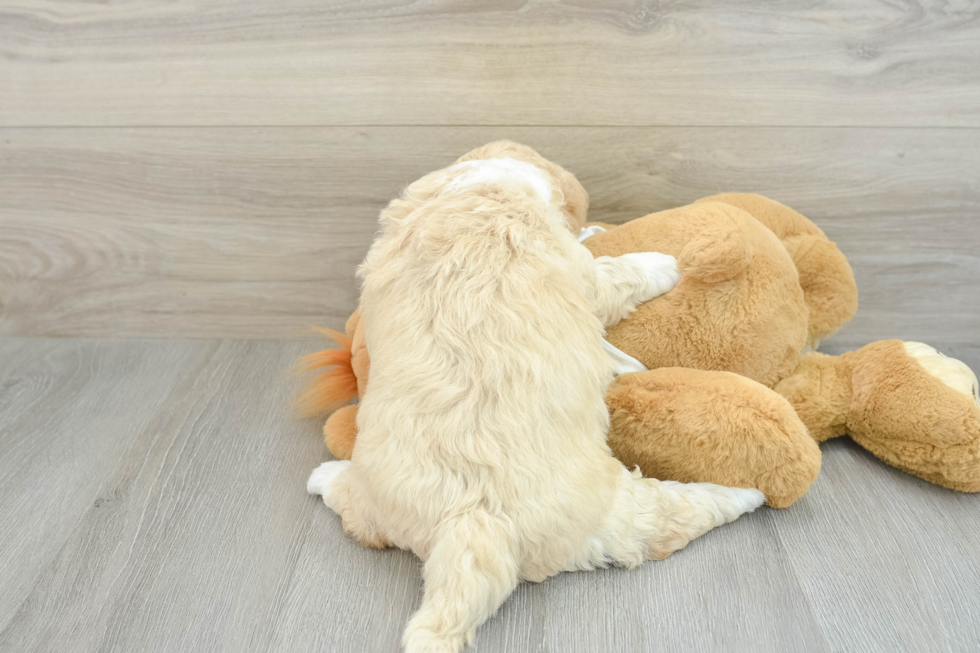 Petite Mini Labradoodle Poodle Mix Pup