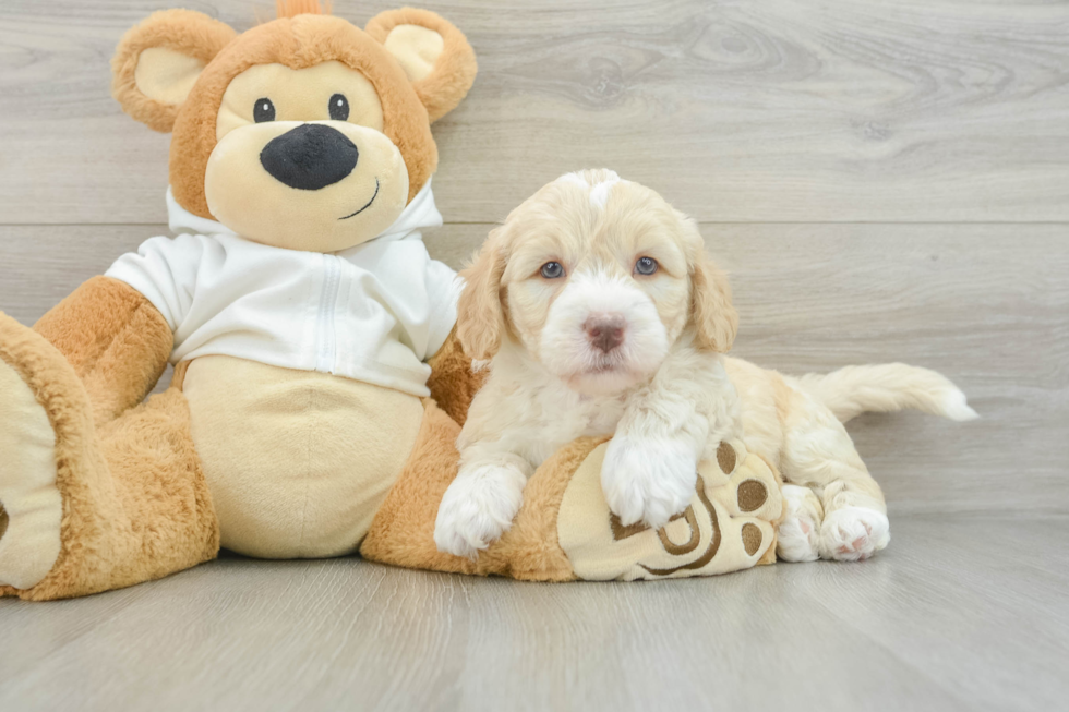 Sweet Mini Labradoodle Baby