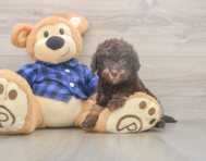 5 week old Mini Labradoodle Puppy For Sale - Pilesgrove Pups