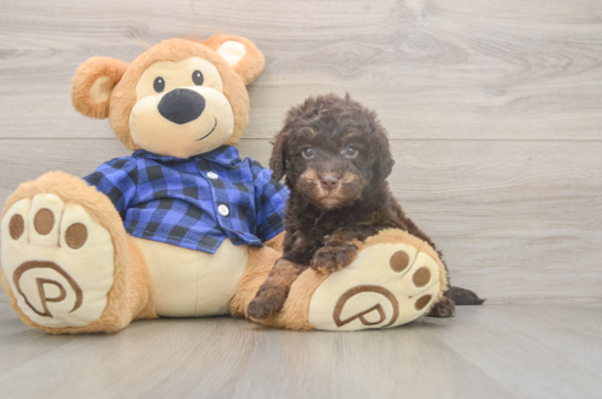 6 week old Mini Labradoodle Puppy For Sale - Pilesgrove Pups Small Mini Labradoodle Baby