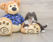 5 week old Mini Labradoodle Puppy For Sale - Pilesgrove Pups