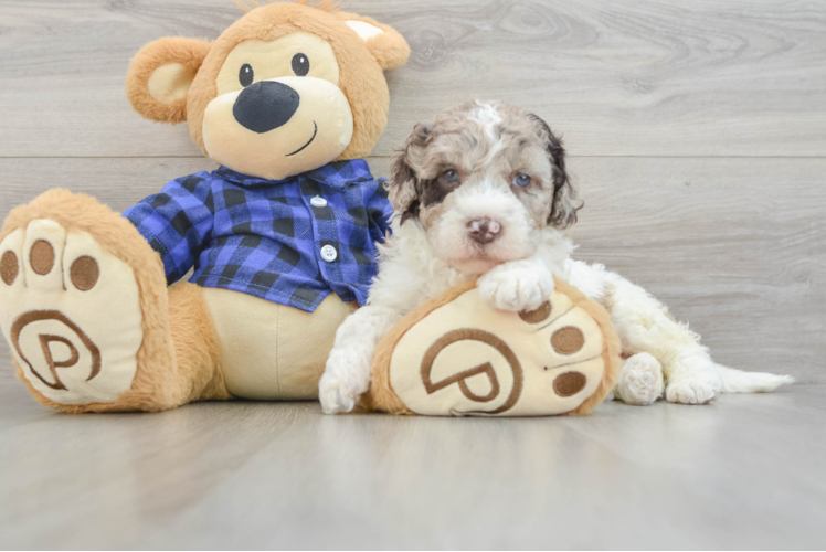 Mini Labradoodle Puppy for Adoption