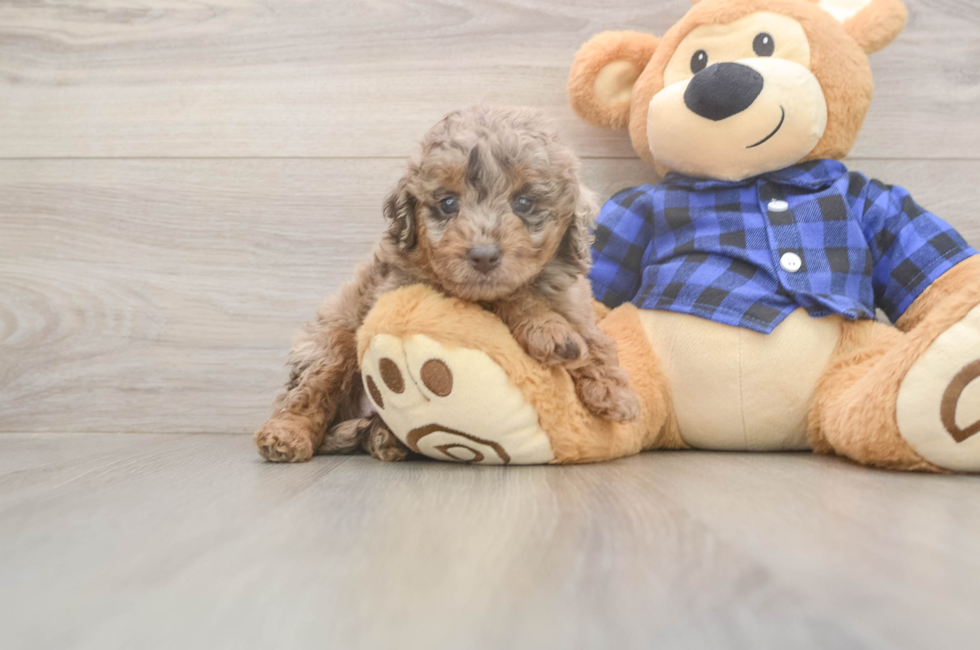 6 week old Mini Labradoodle Puppy For Sale - Pilesgrove Pups