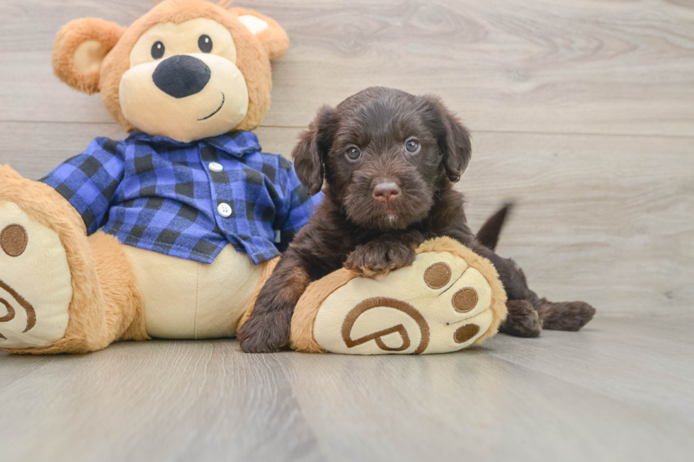 Popular Mini Labradoodle Poodle Mix Pup
