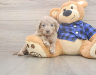 6 week old Mini Labradoodle Puppy For Sale - Pilesgrove Pups