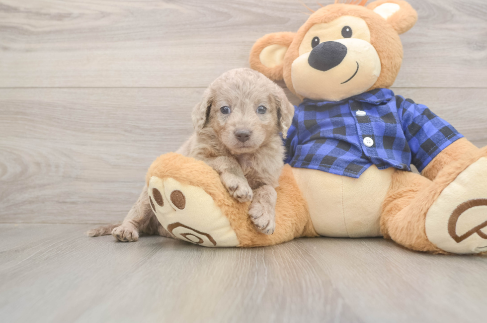 6 week old Mini Labradoodle Puppy For Sale - Pilesgrove Pups