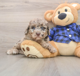 7 week old Mini Labradoodle Puppy For Sale - Pilesgrove Pups