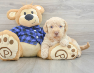 7 week old Mini Labradoodle Puppy For Sale - Pilesgrove Pups