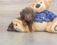 5 week old Mini Labradoodle Puppy For Sale - Pilesgrove Pups
