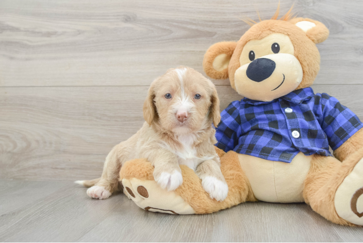 Mini Labradoodle Puppy for Adoption