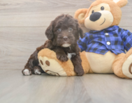 5 week old Mini Labradoodle Puppy For Sale - Pilesgrove Pups