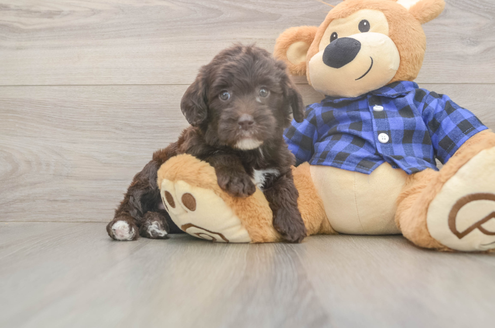 6 week old Mini Labradoodle Puppy For Sale - Pilesgrove Pups