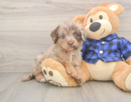 5 week old Mini Labradoodle Puppy For Sale - Pilesgrove Pups