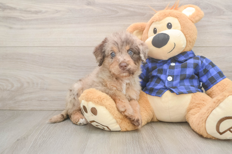 6 week old Mini Labradoodle Puppy For Sale - Pilesgrove Pups