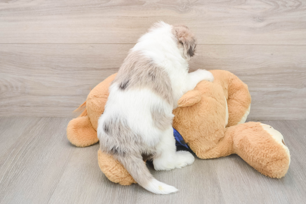 Small Mini Labradoodle Baby