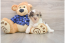 Mini Labradoodle Pup Being Cute