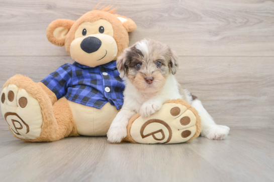 Mini Labradoodle Pup Being Cute