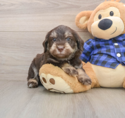 5 week old Mini Labradoodle Puppy For Sale - Pilesgrove Pups