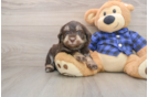 Sweet Mini Labradoodle Baby