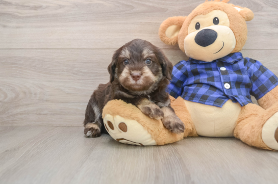 Sweet Mini Labradoodle Baby