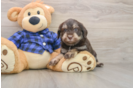 Hypoallergenic Labrapoo Poodle Mix Puppy