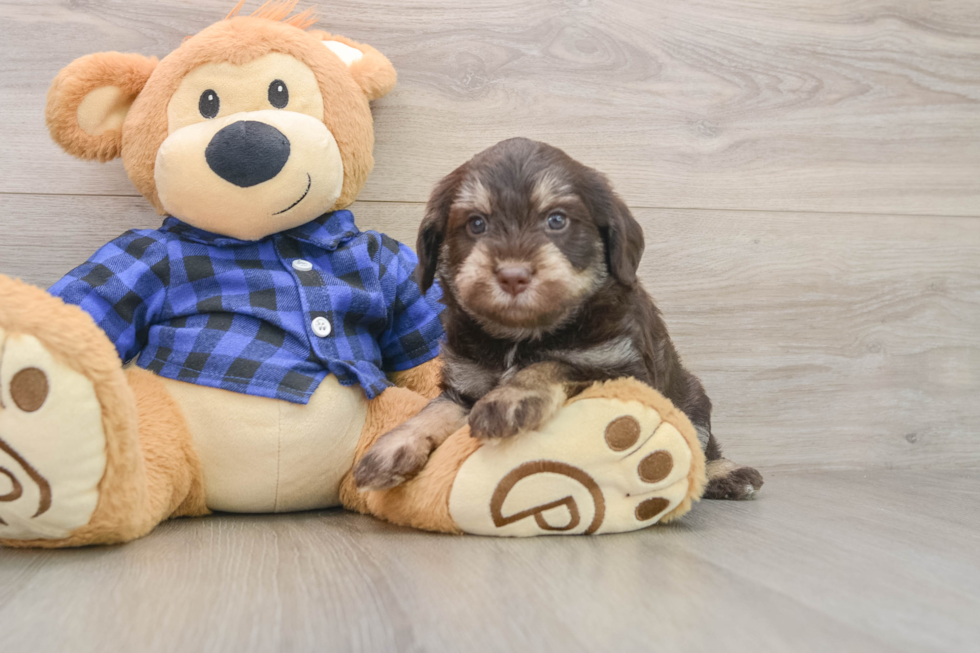 Hypoallergenic Labrapoo Poodle Mix Puppy